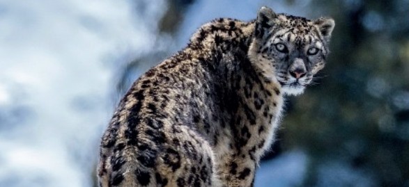 tashi-schneeleopard.2025