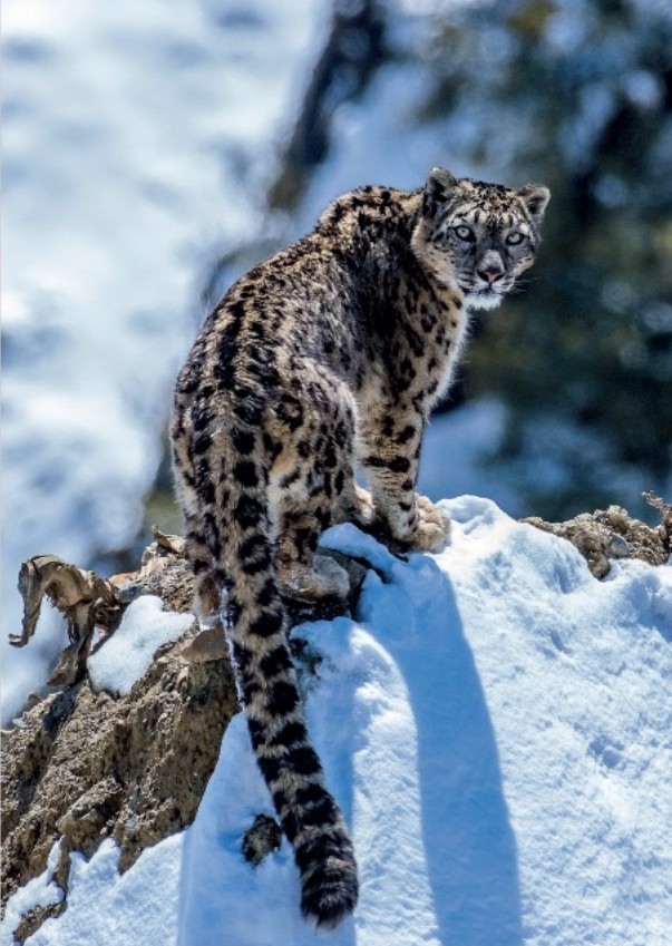 tashi-schneeloepard.2025